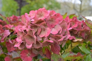 hortensia tuin