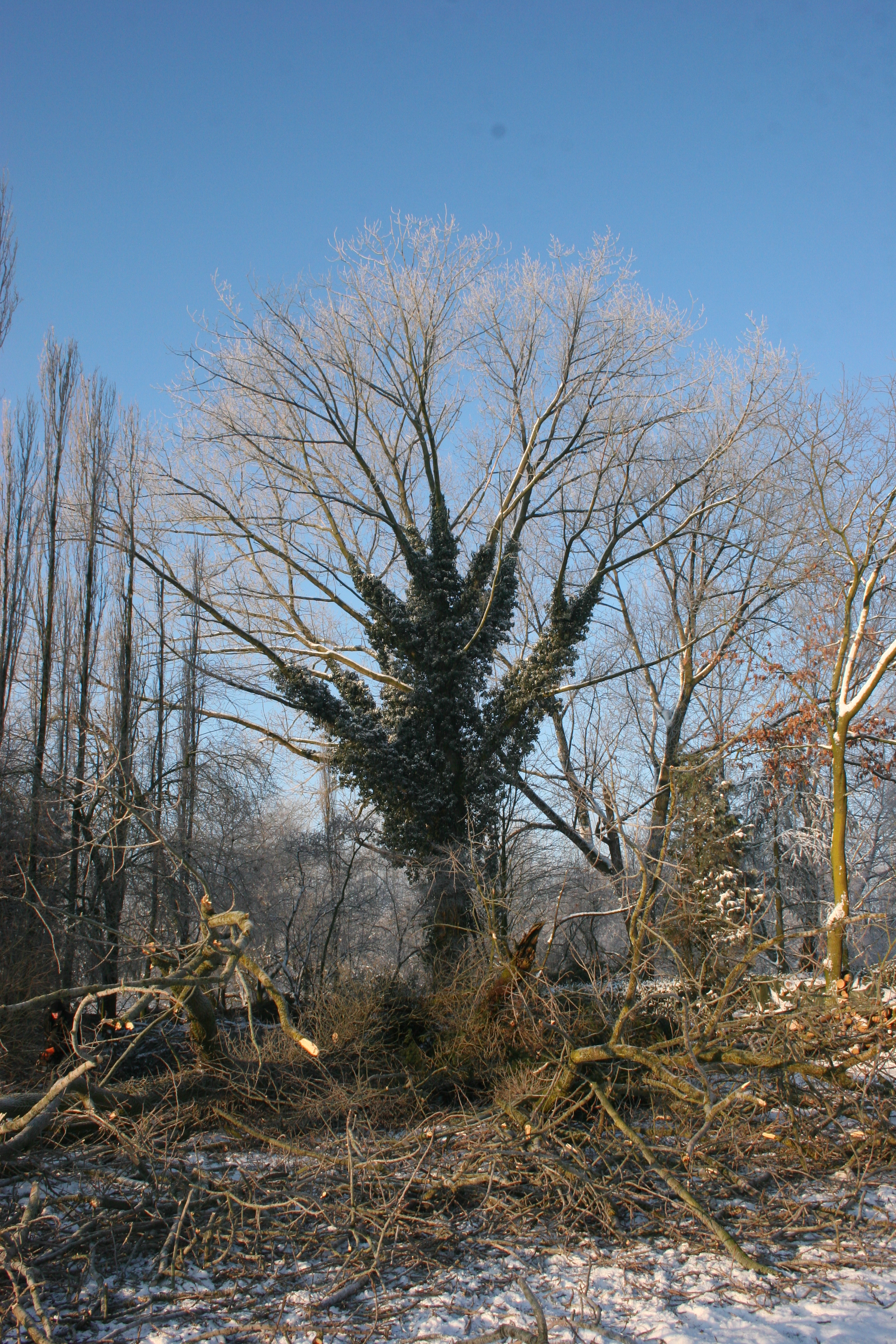 boom-rooien-134