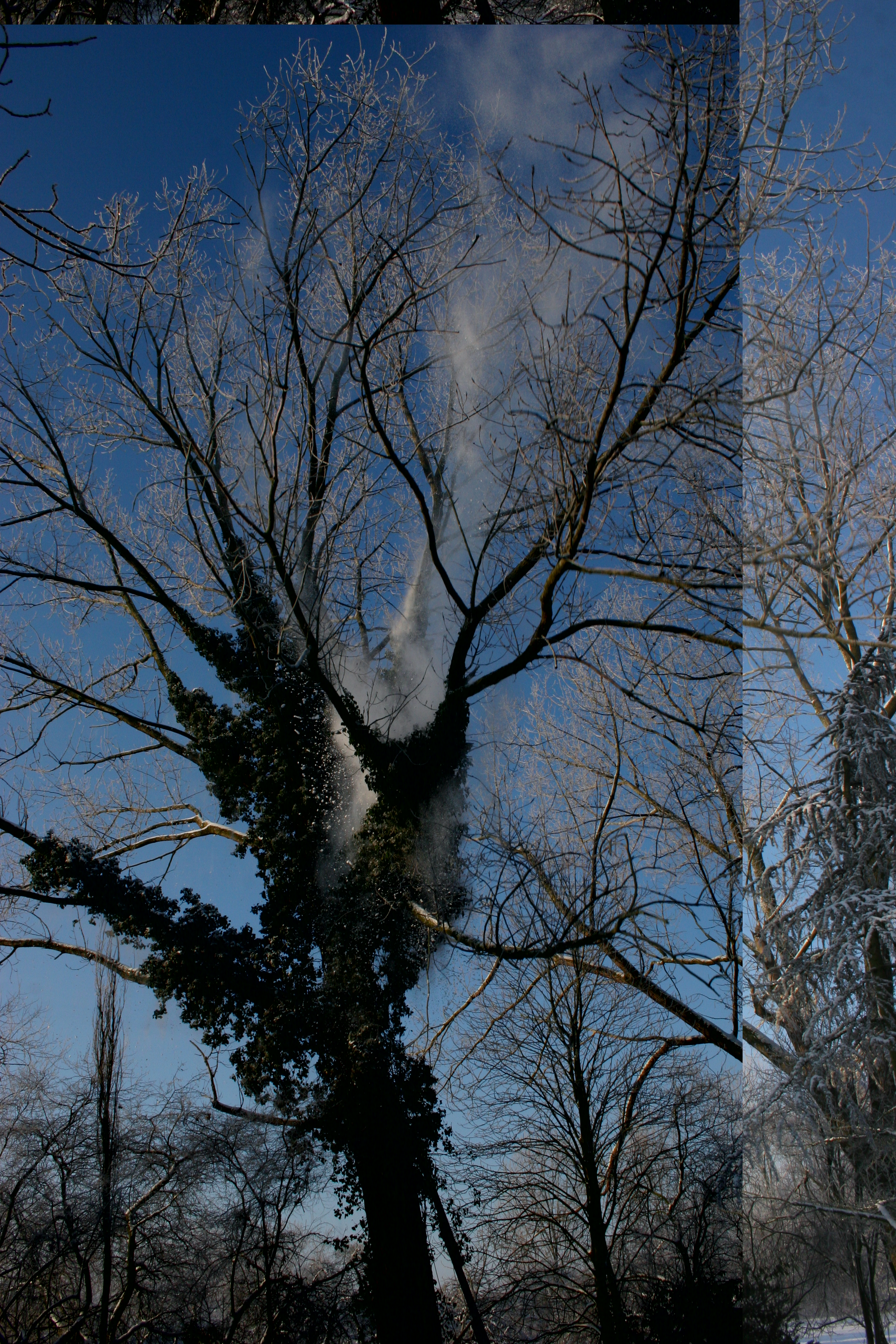 boom-rooien-145