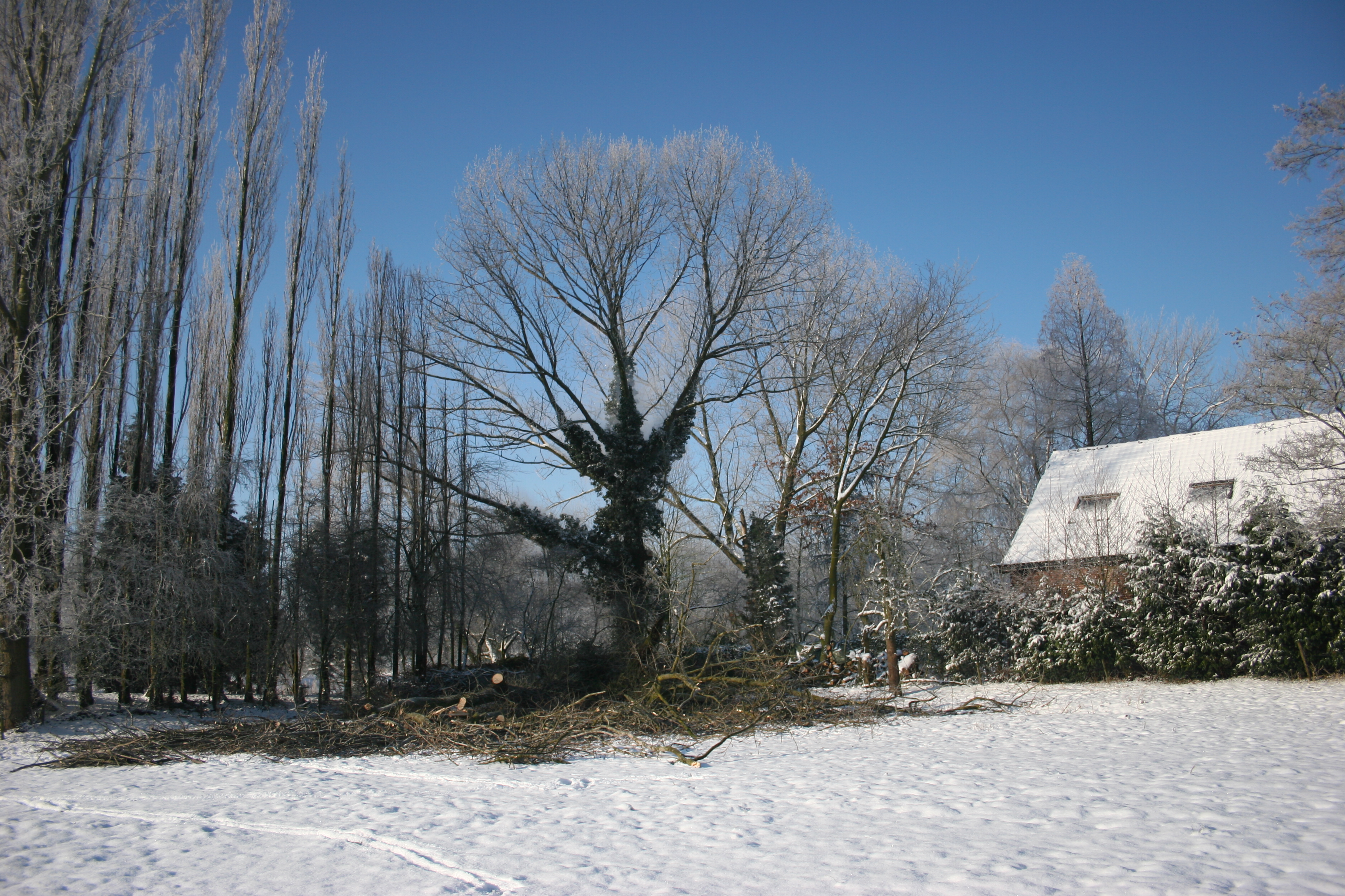 boom-rooien-163