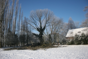boom-rooien-163
