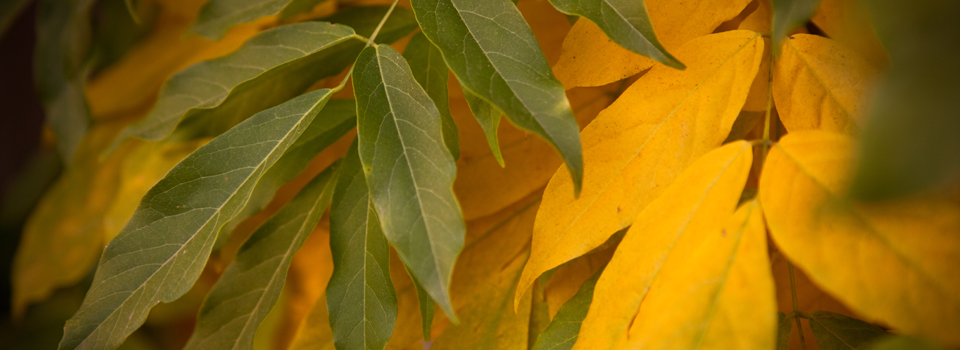 herfst1