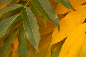 herfst1