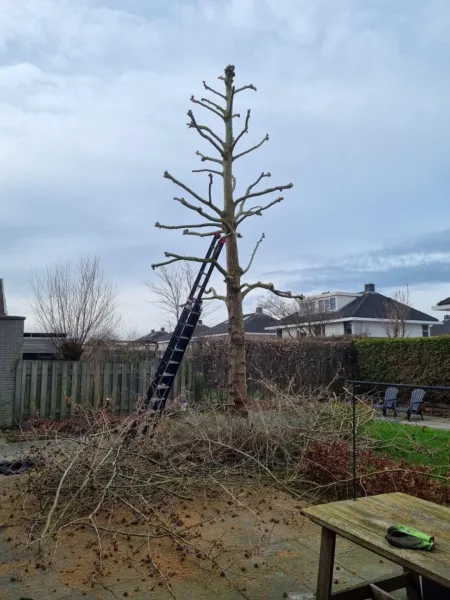 Brouwer-Tuin-en-Boom-Hovenier-Leeuwarden9