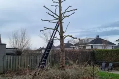 Brouwer-Tuin-en-Boom-Hovenier-Leeuwarden9