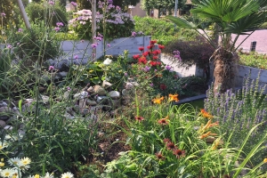 voortuin bloeiende planten Corné Tuinen