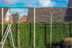 tuin_onderhoud_leibomen_de_nijs_hoveniers_zuidbroek_kl