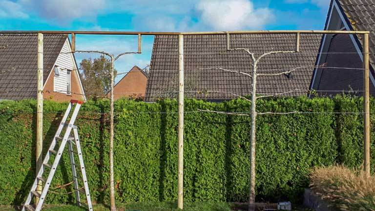 tuin_onderhoud_leibomen_de_nijs_hoveniers_zuidbroek_kl