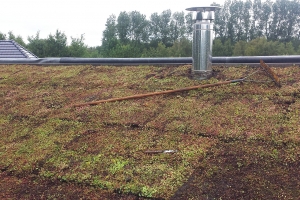 Aanleg-Sedumdak_De-Waal-Hoveniers_114256