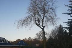 groot-2018_12_11_08.56.36