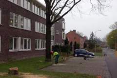 bomenkappen1
