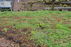 Daktuin
