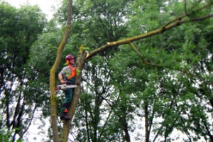 bomen-kappen-ede-2
