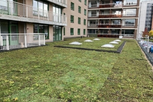 sedum-klaar-1