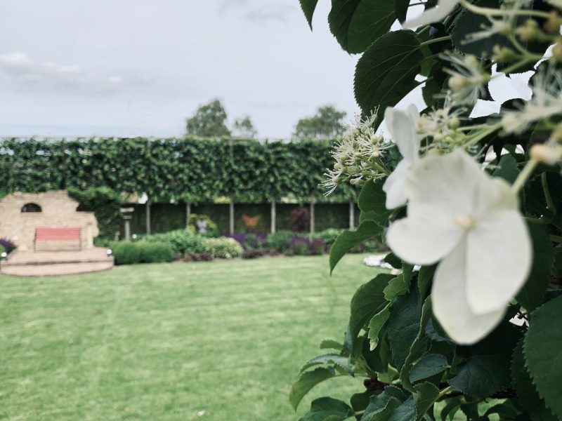 Tuin-onscherp-hortensia