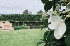 Tuin-onscherp-hortensia