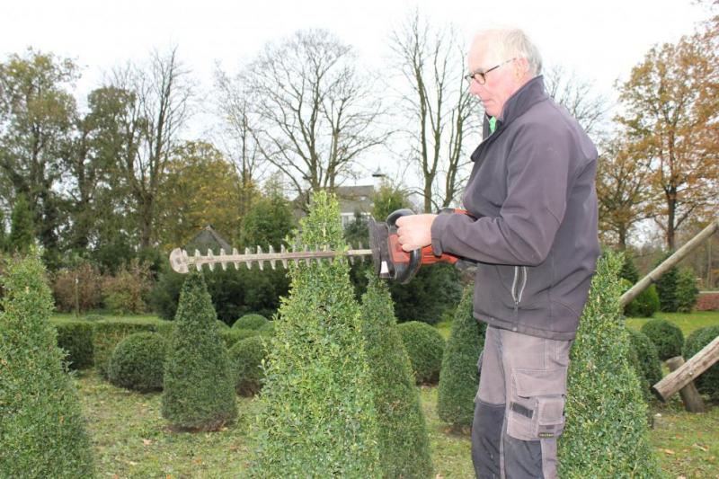 Buxus-Kwekerij3