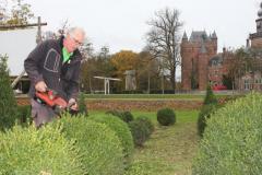 Buxus-Kwekerij