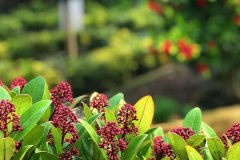 tuinonderhoud-sliedrecht