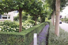 Strak taxus gesnoeid