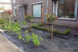 Tuinaanleg Piershil Van der Waal Tuinen Hovenier Hoeksche Waard (1)