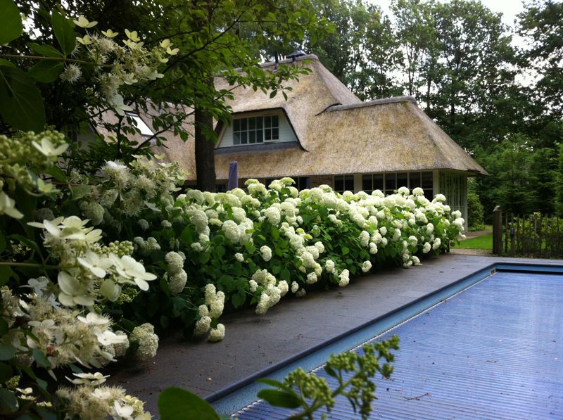 hortensias-in-een-tuin-in-beekbergen